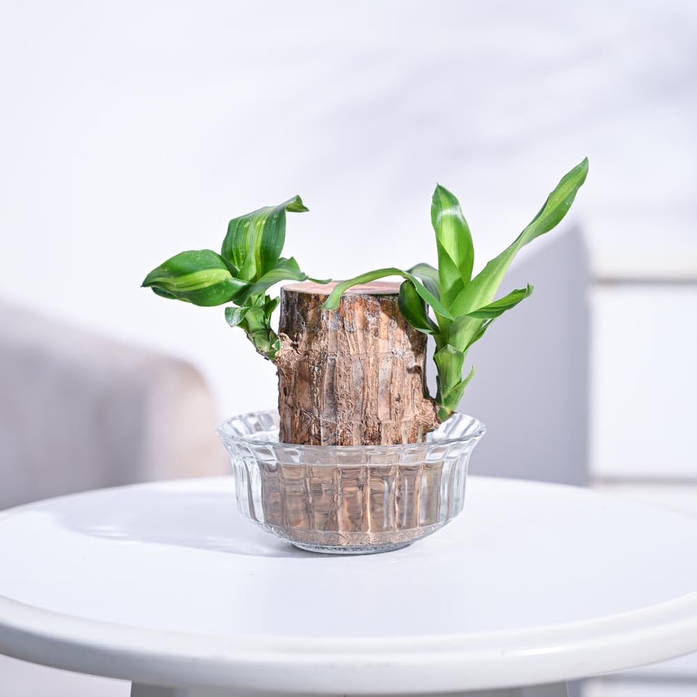 Brazilian wood plant Pack of 2