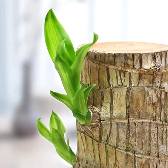 Brazilian wood plant Pack of 2