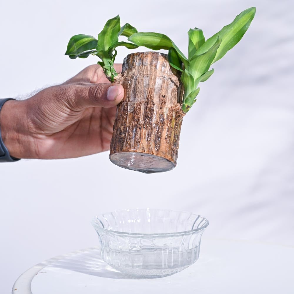 Brazilian wood plant Pack of 2