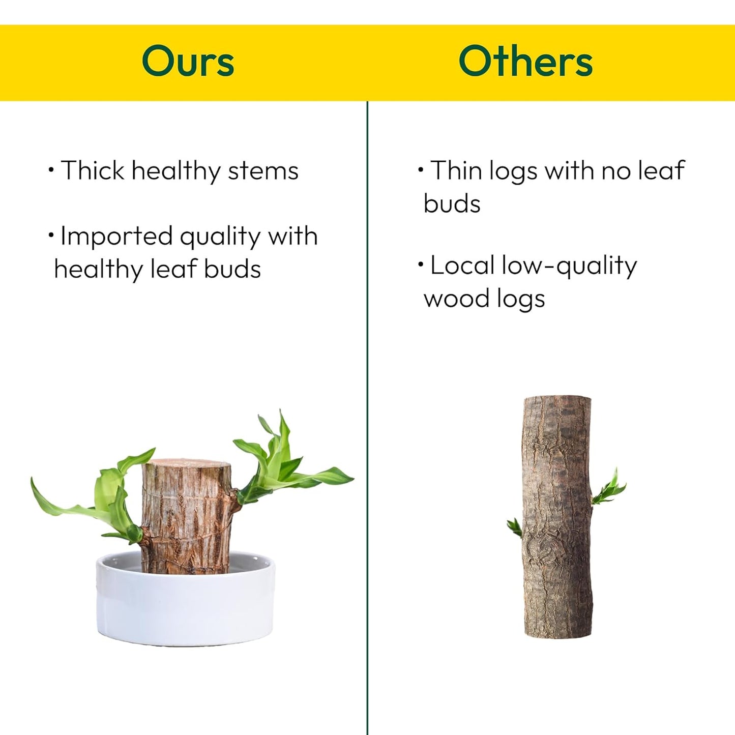 Brazilian wood plant Pack of 2